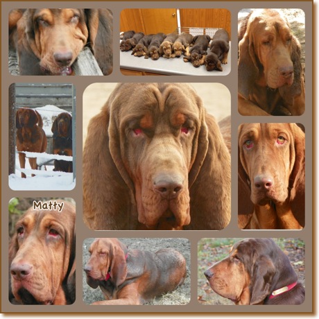liver and tan bloodhound puppies for sale