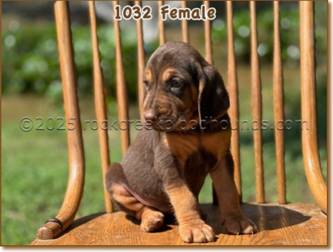 1032-2